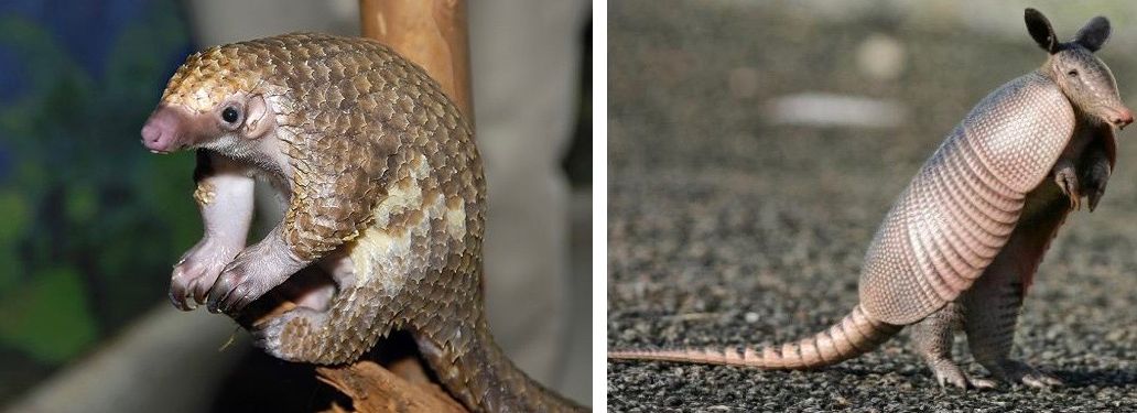 pangolin